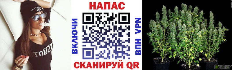 хочу наркоту  Аргун  Бошки Шишки сатива 